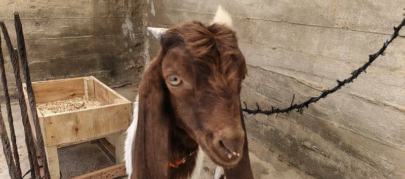 The Two special goats 7