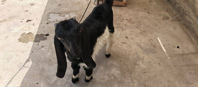The Two special goats 8