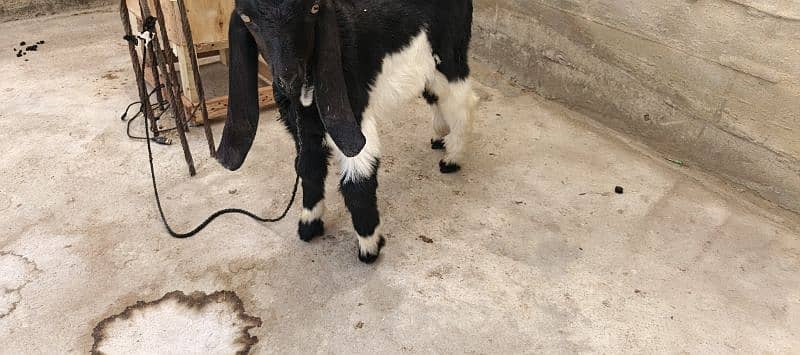 The Two special goats 9