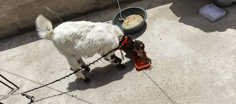 The Two special goats 10