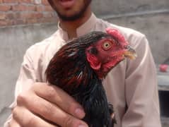 Aseel lasani Mushka Home breed for sale.