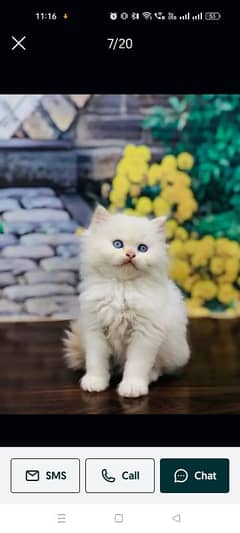 Persian