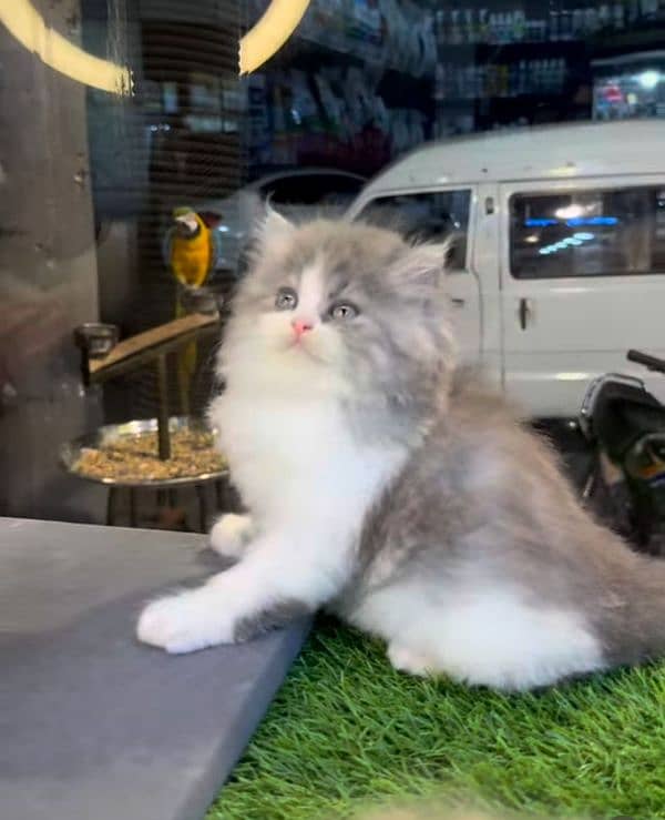 Persian Punch face triple coat cat Kitten 3