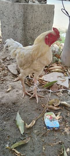 for sell