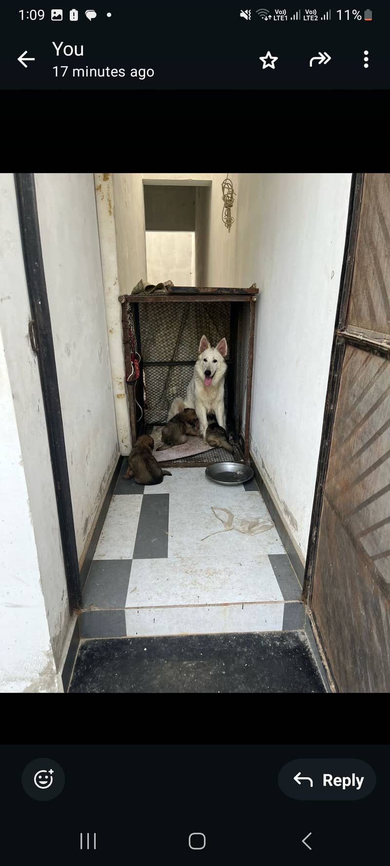 German shepherd puppies for sale 0