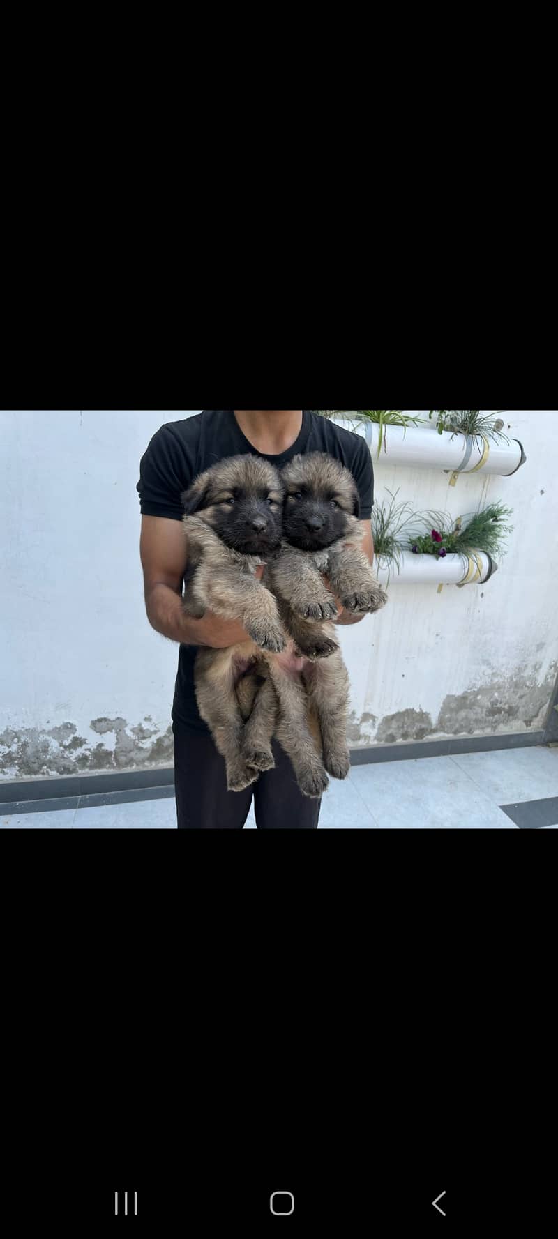 German shepherd puppies for sale 1