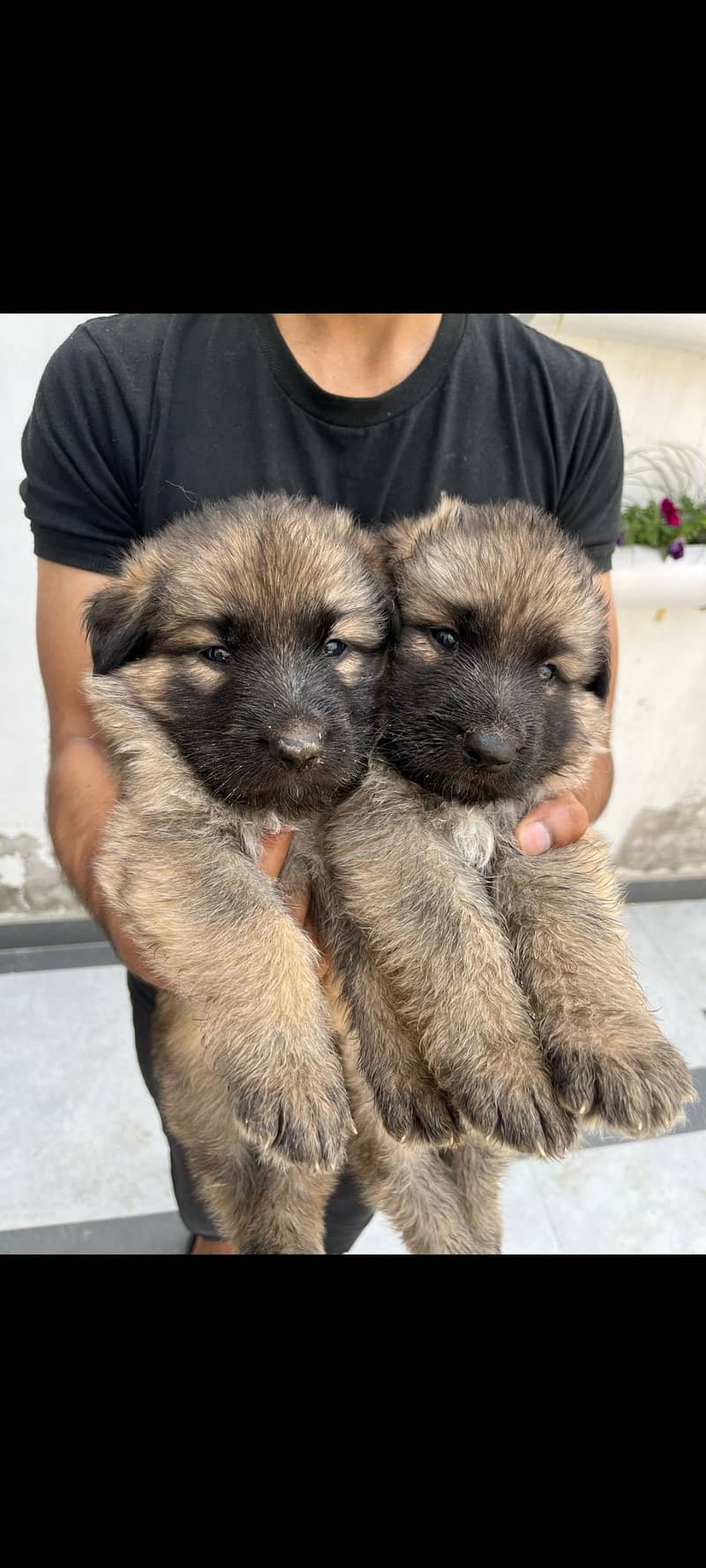 German shepherd puppies for sale 2