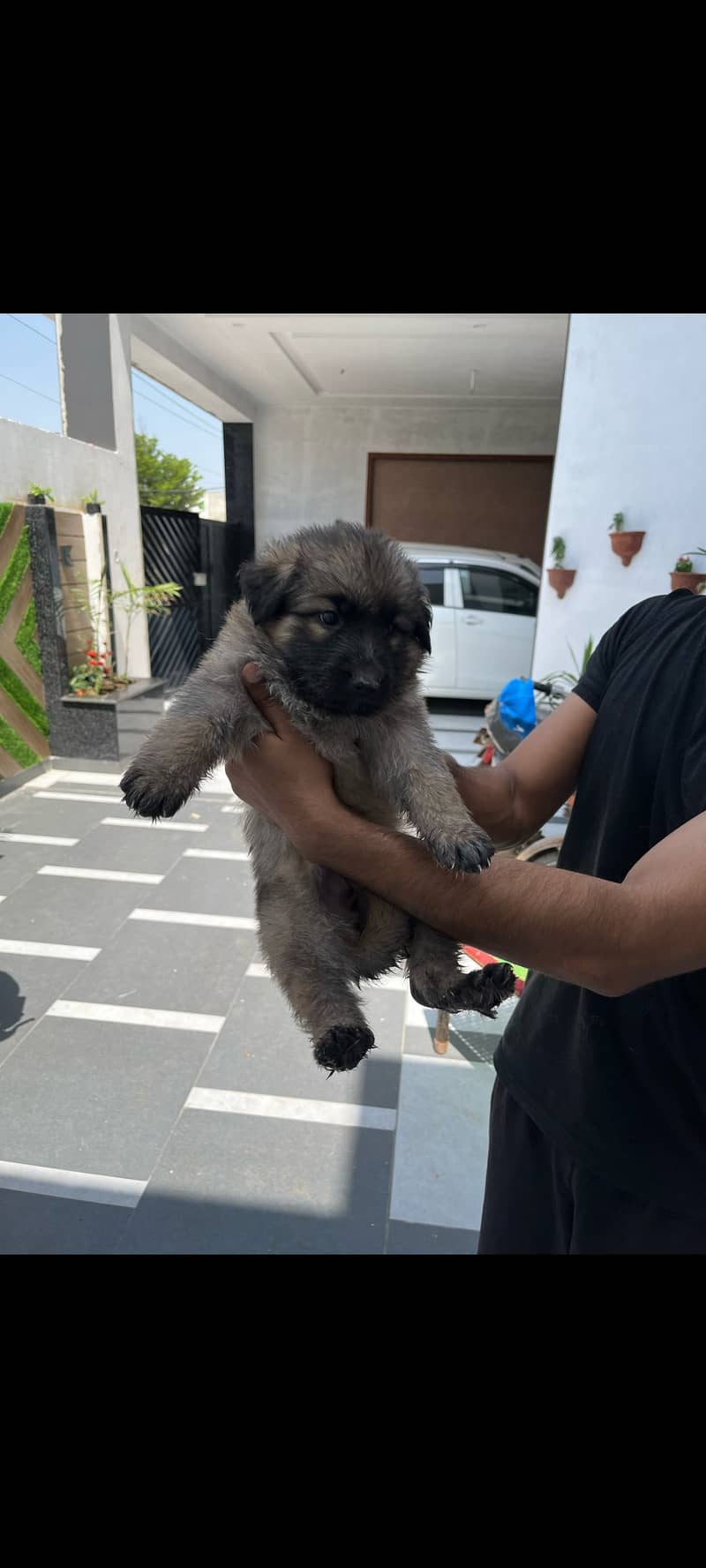 German shepherd puppies for sale 3