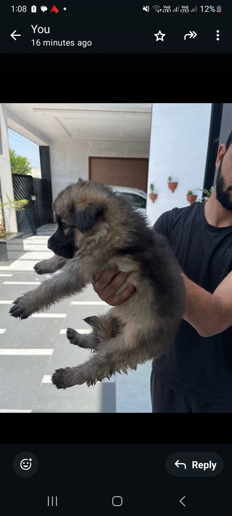 German shepherd puppies for sale 5