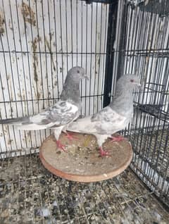 breader pair slayti