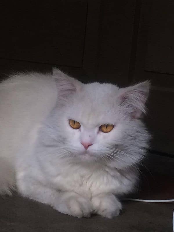 white Persian male cat 1
