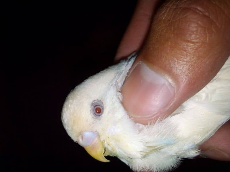 Red eye 0