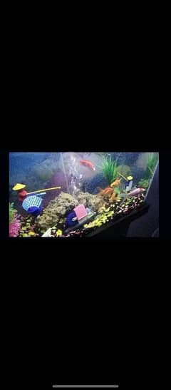 aquarium