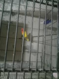 LOVE bird