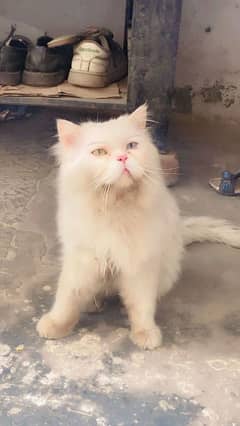 Shoozi