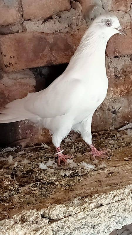 beautiful pegions active breeder young single and pairs also 1