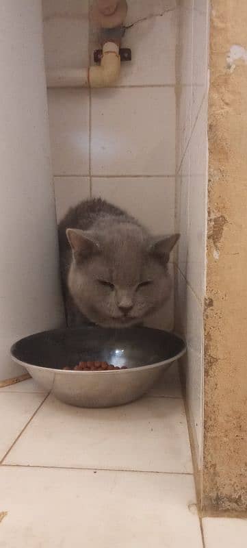Russian odd eyes female cat and kittens available 1