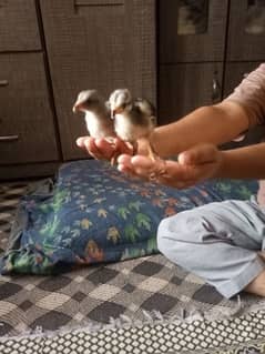 Chicks