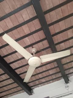 Ceiling Fans