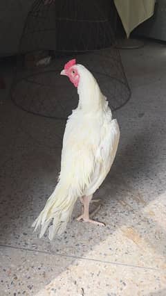 white heera male