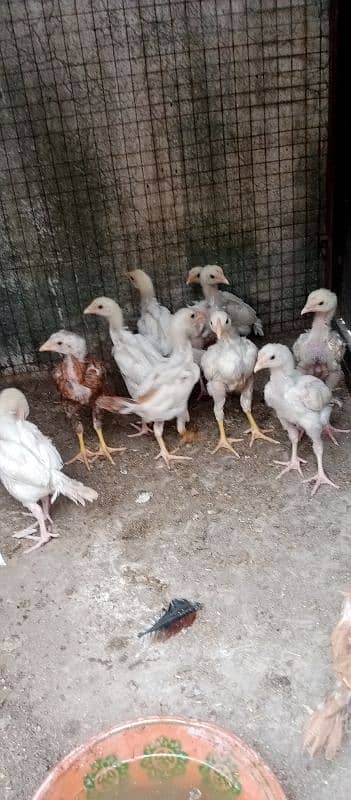 aseel mix breeds 0