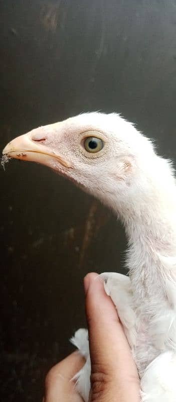aseel mix breeds 2