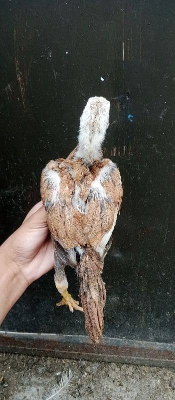 aseel mix breeds 3