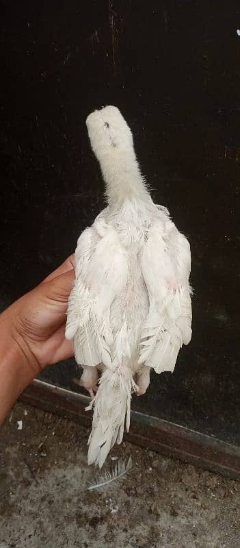 aseel mix breeds 4