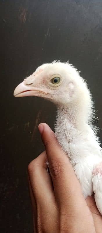 aseel mix breeds 5