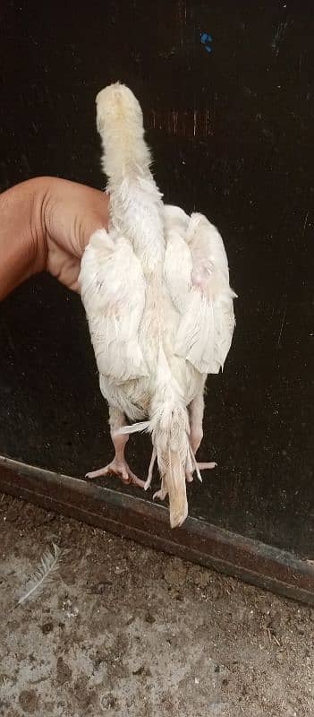 aseel mix breeds 6