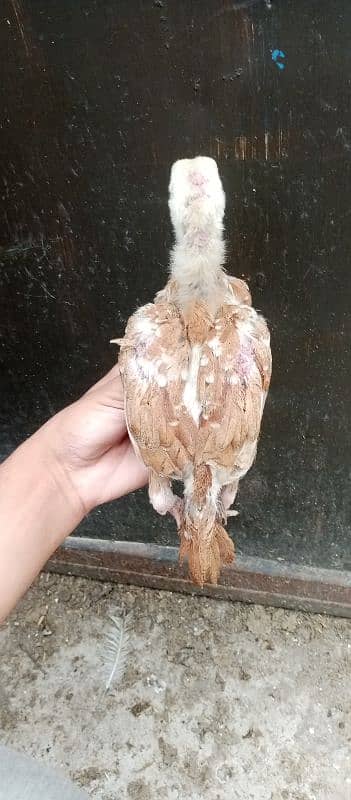 aseel mix breeds 9