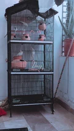 birds