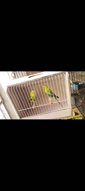 black wings breadr pair 4