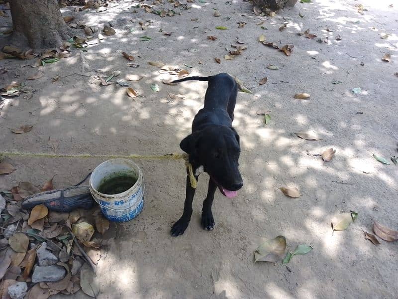 Black pointer for sale original imported bread 0