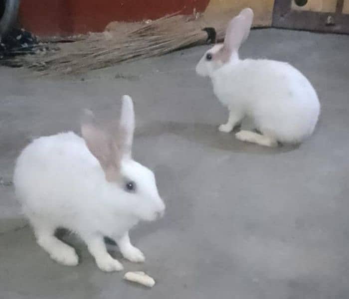 white rabbit with red eyes for sale 0