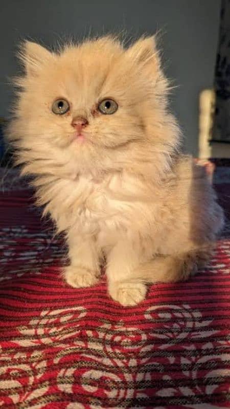 CUTE PLAYFUL PERSIAN KITTENS 2
