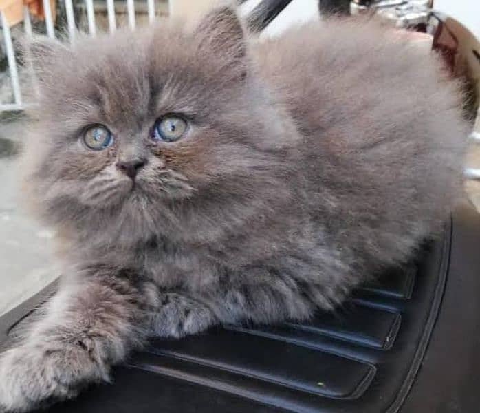 CUTE PLAYFUL PERSIAN KITTENS 3