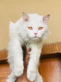 persian
