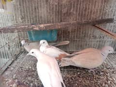 Khumray/Dove