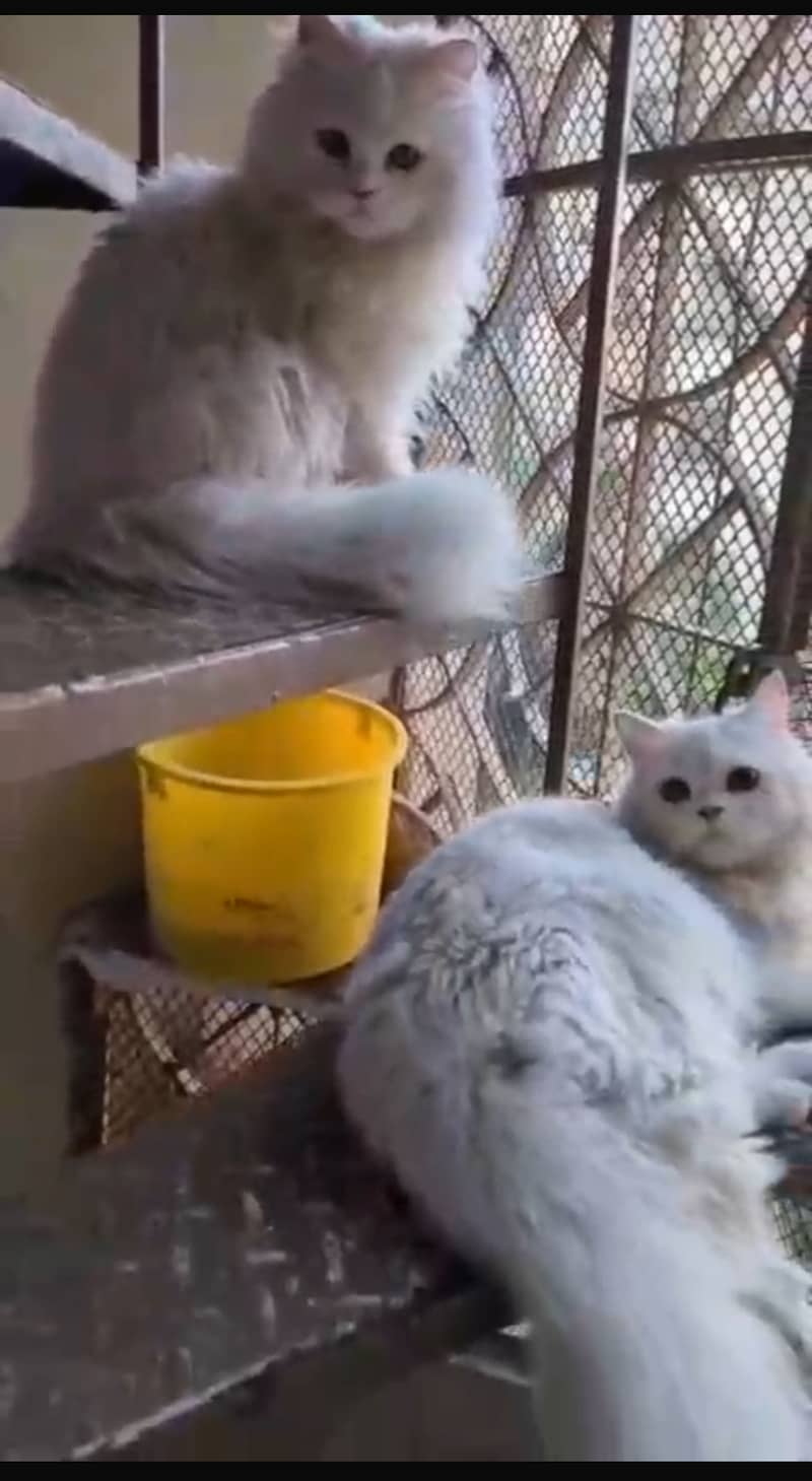 Pure persian cats for sell 0