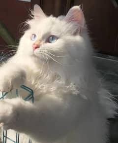 Persian Kitten Pair For Sale - Fluffy White