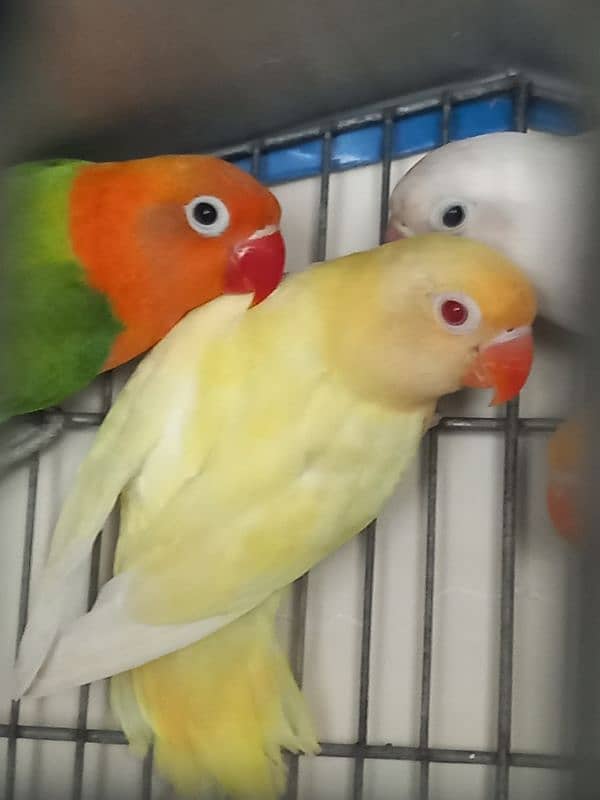 creamino, Albino red eye and white java 1
