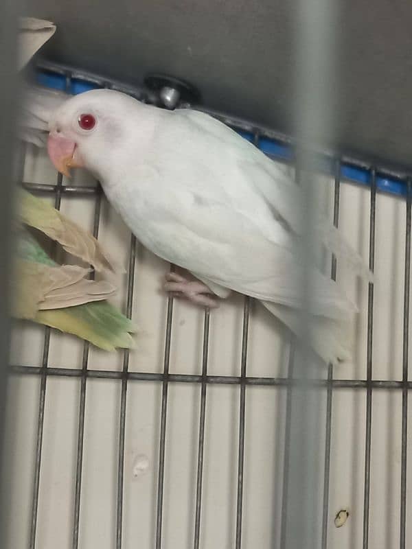 creamino, Albino red eye and white java 3