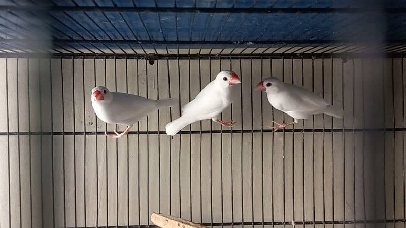 creamino, Albino red eye and white java 4