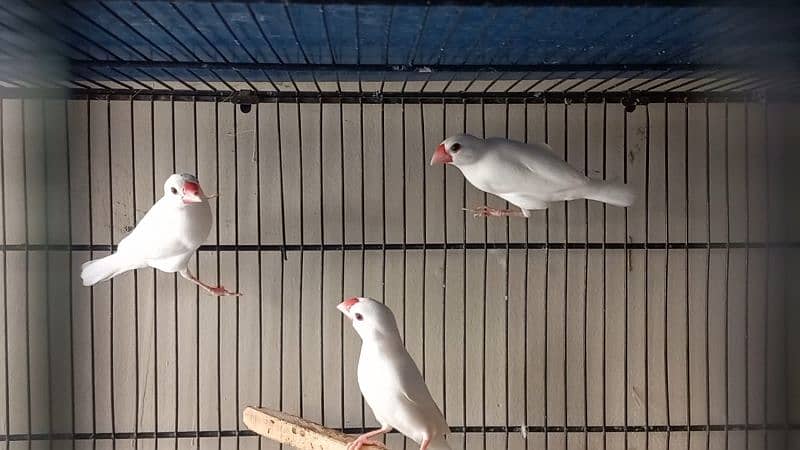 creamino, Albino red eye and white java 5