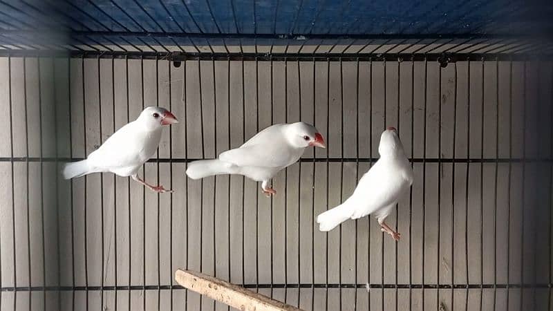 creamino, Albino red eye and white java 6
