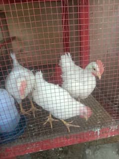 Layer Roosters 0323-6612330