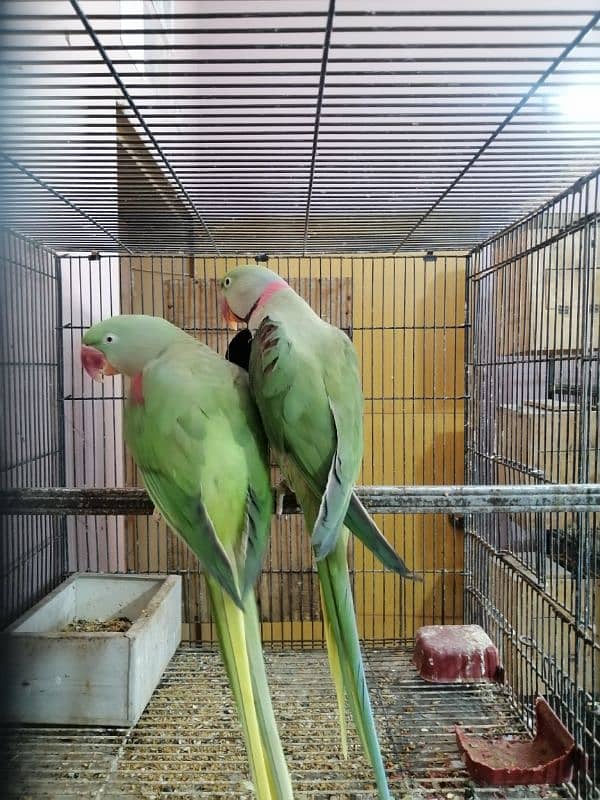 Raw Pair 1