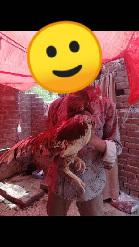main wali pure aseel murga for sale 0