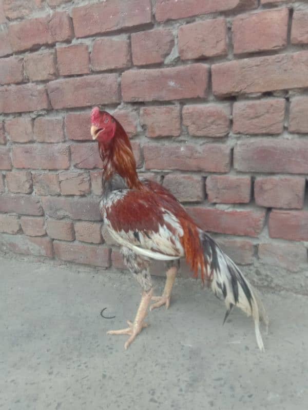 main wali pure aseel murga for sale 2